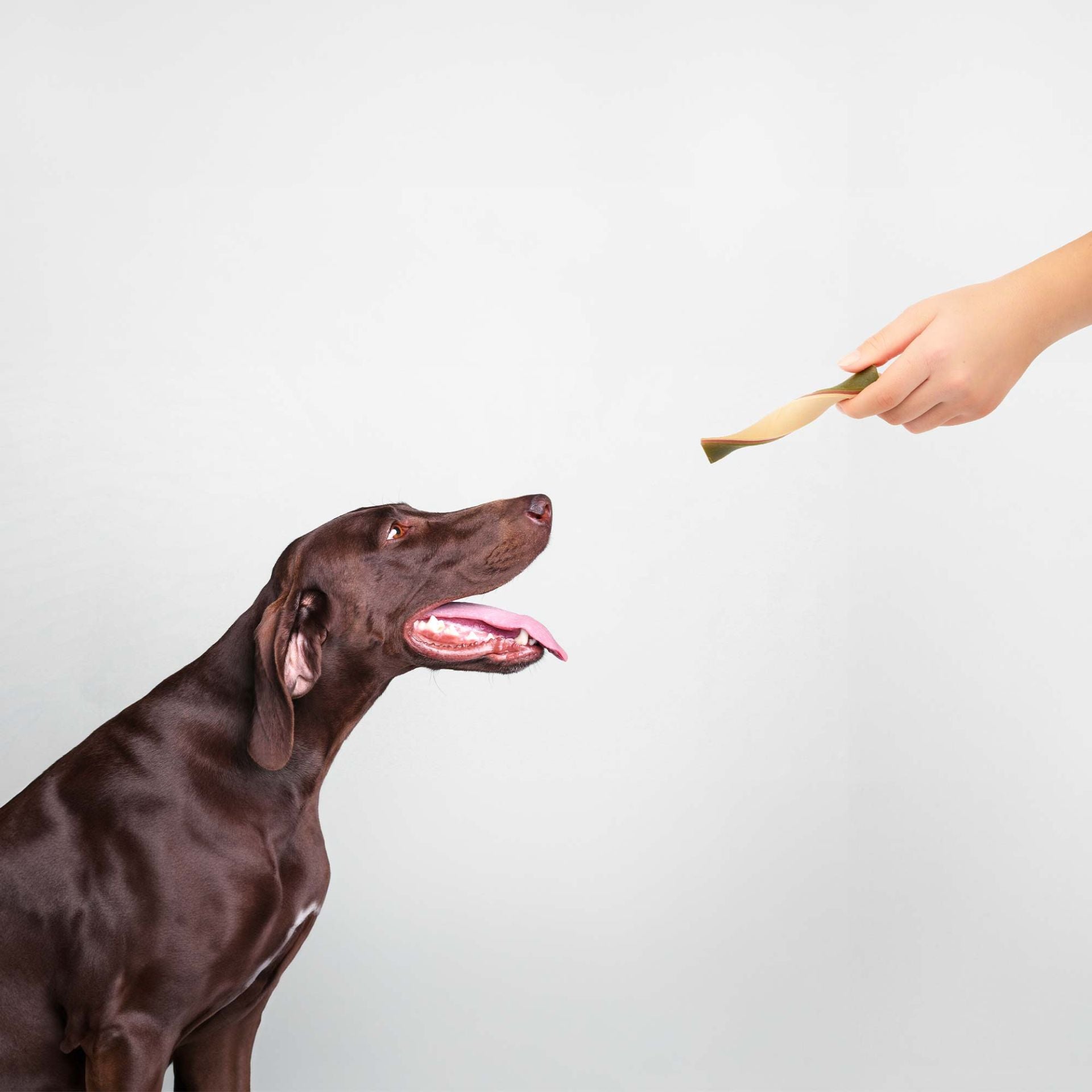 Bâtonnets dentaires « Haleine fraîche »