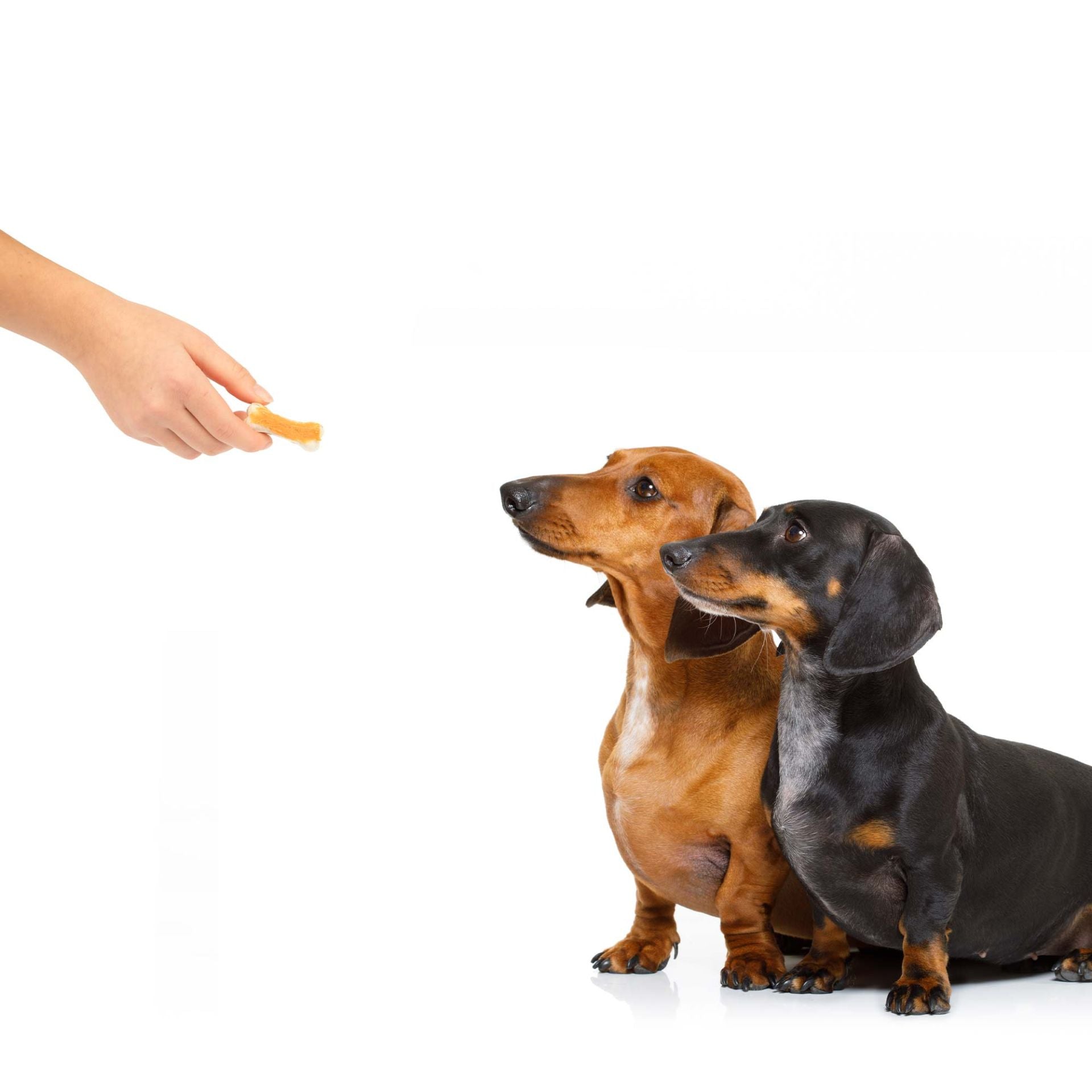 Bâtonnets dentaires « Power Dental »